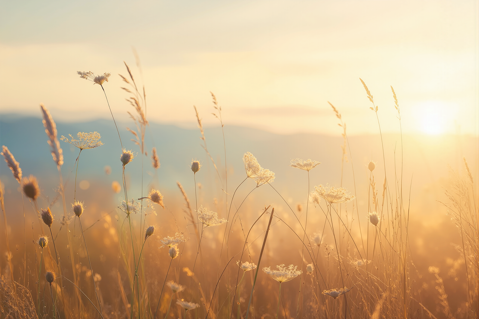 Fototapete Goldene Wildblumen im Morgenlicht